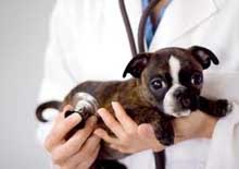 vets in Corpus Christi, Corpus Christi veterinarians, animal hospital